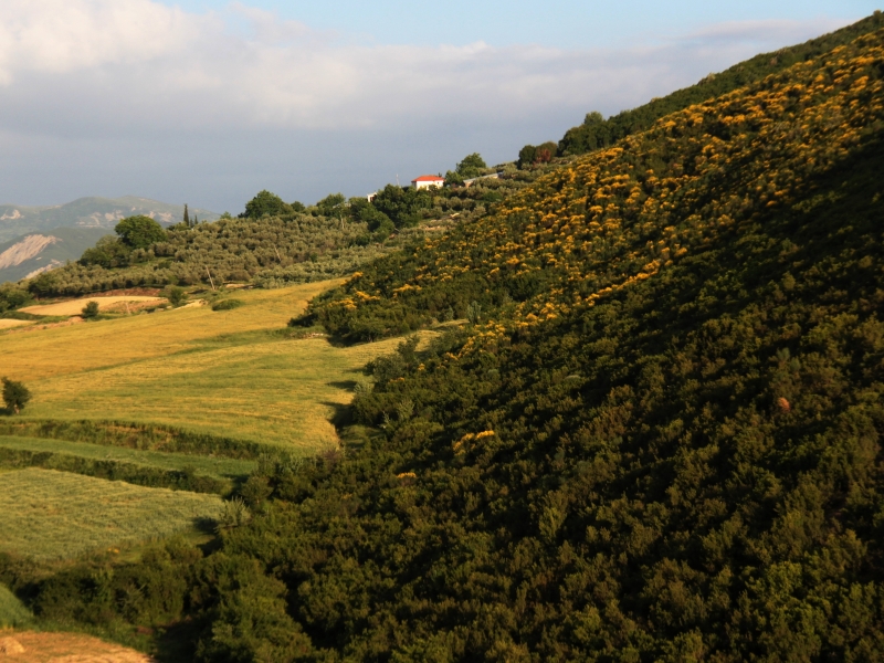 Albanie (62)