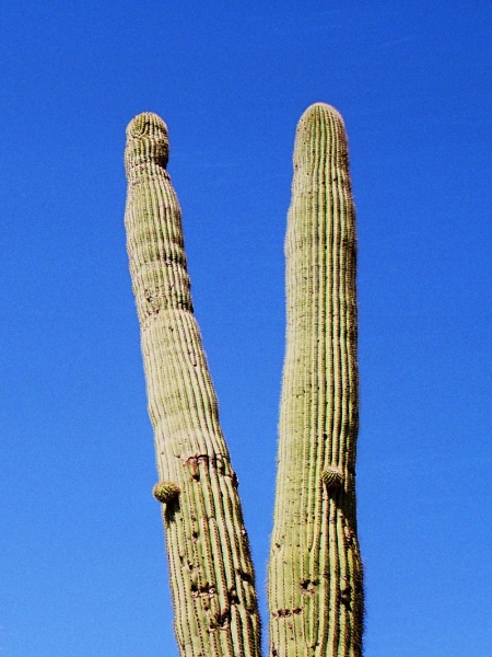 VS - Arizona (46)