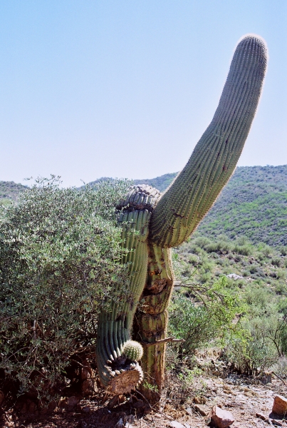 VS - Arizona (49)