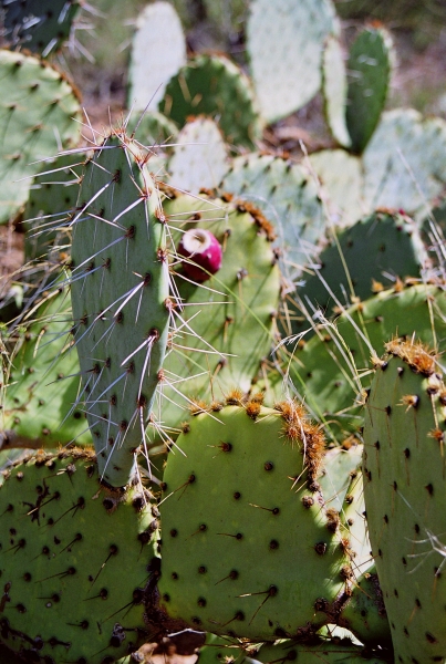 VS - Arizona (50)