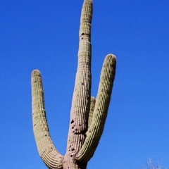 VS - Arizona (45)