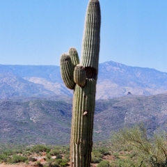 VS - Arizona (47)