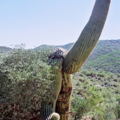 VS - Arizona (49)