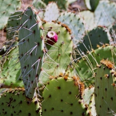 VS - Arizona (50)