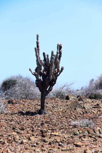 Aruba (10)