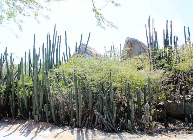 Aruba (12)