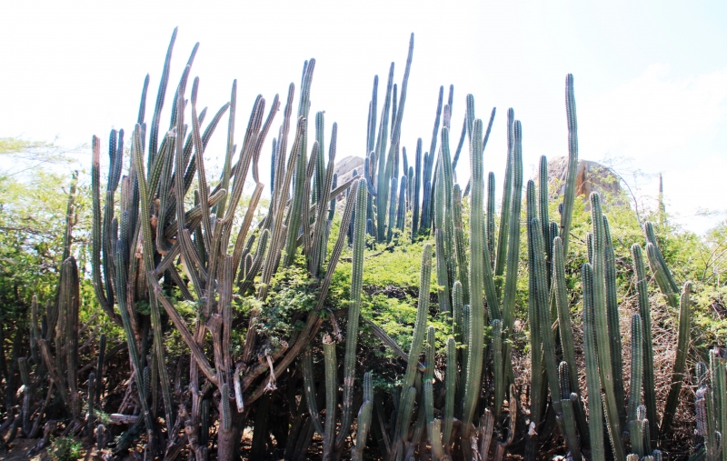 Aruba (13)