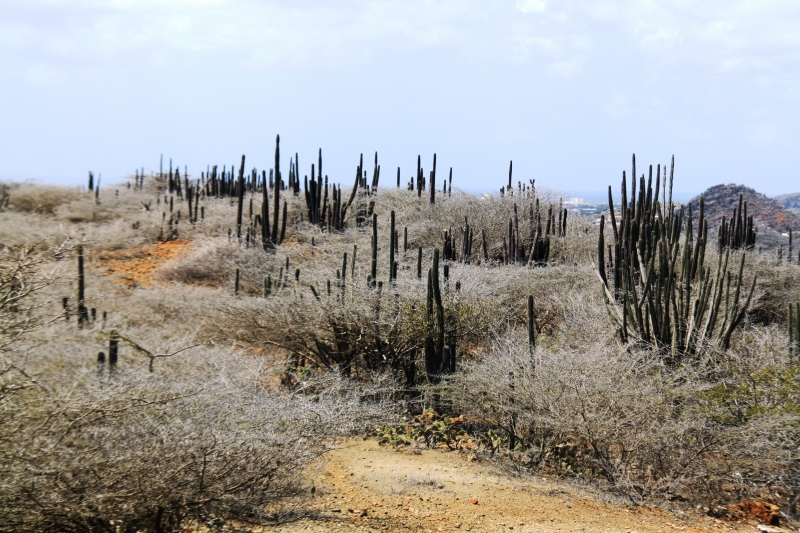 Aruba (16)