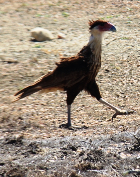 Aruba (18)