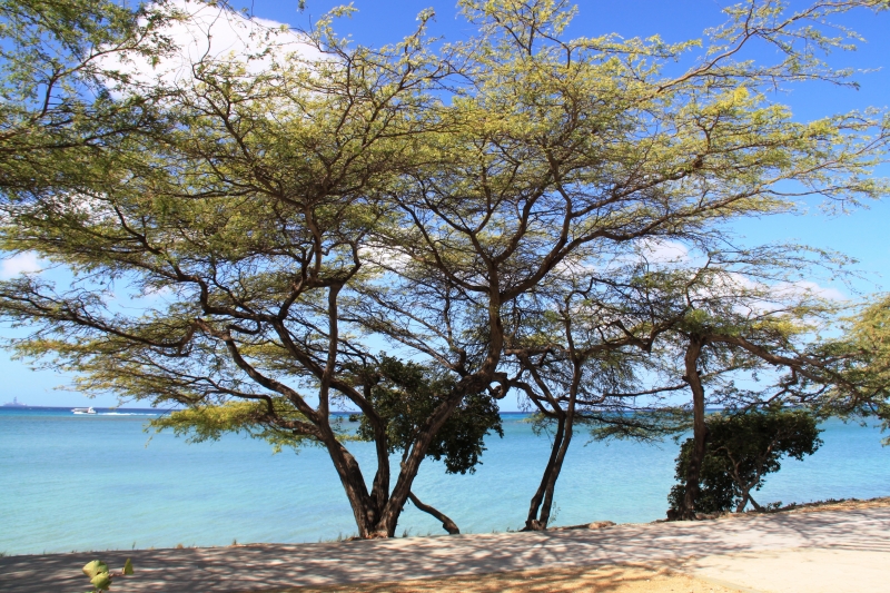 Aruba (27)