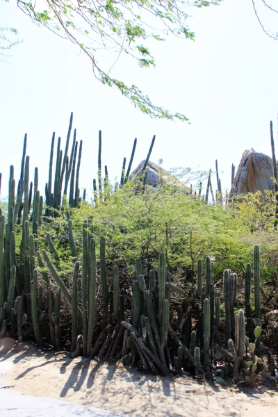 Aruba (3)