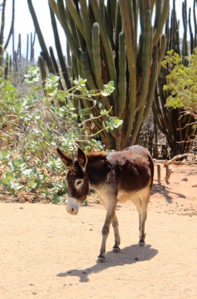 Aruba (8)