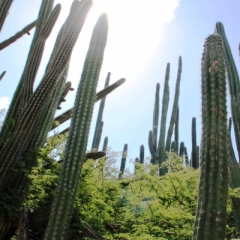 Aruba (1)