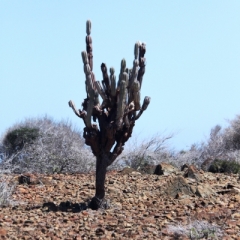 Aruba (10)