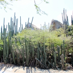 Aruba (12)