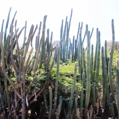 Aruba (13)