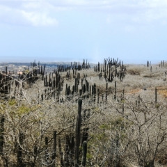 Aruba (15)
