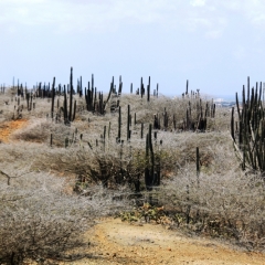 Aruba (16)
