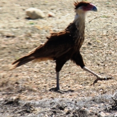 Aruba (18)