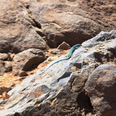 Aruba (23)