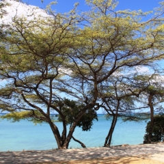Aruba (27)