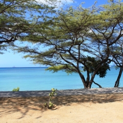Aruba (28)