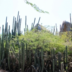 Aruba (3)