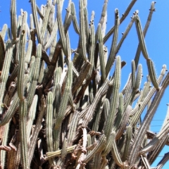 Aruba (4)