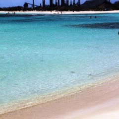Aruba (48)