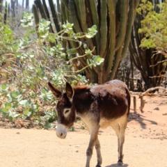 Aruba (8)
