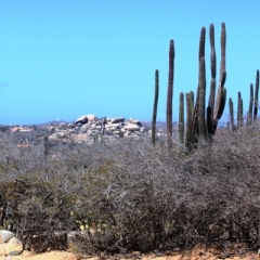 Aruba (9)