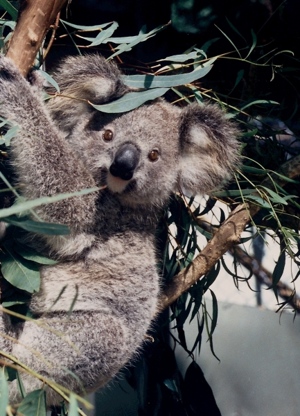 Australie (47)