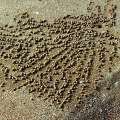 Australie (12)