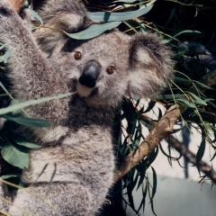 Australie (47)