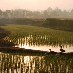 Bangladesh (35)