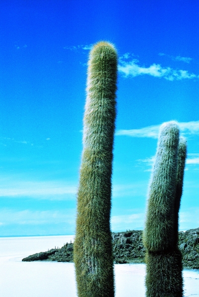 Bolivia (15)