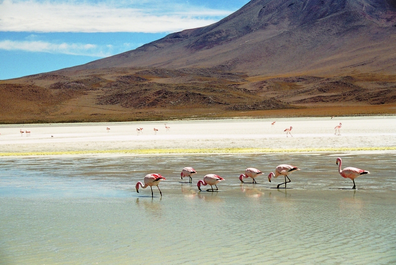 Bolivia (71)