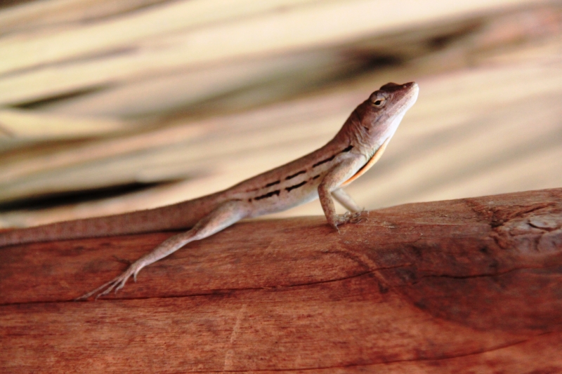 Bonaire (26)