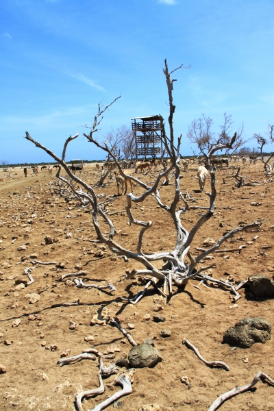 Bonaire (29)