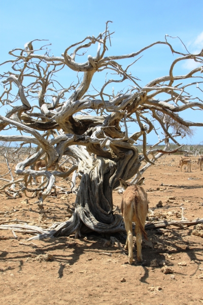Bonaire (30)