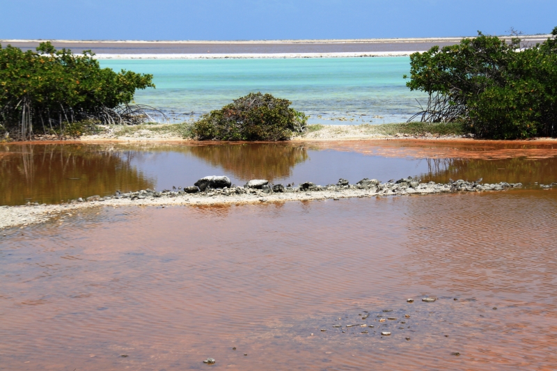 Bonaire (47)