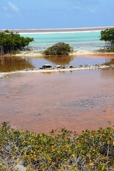 Bonaire (48)