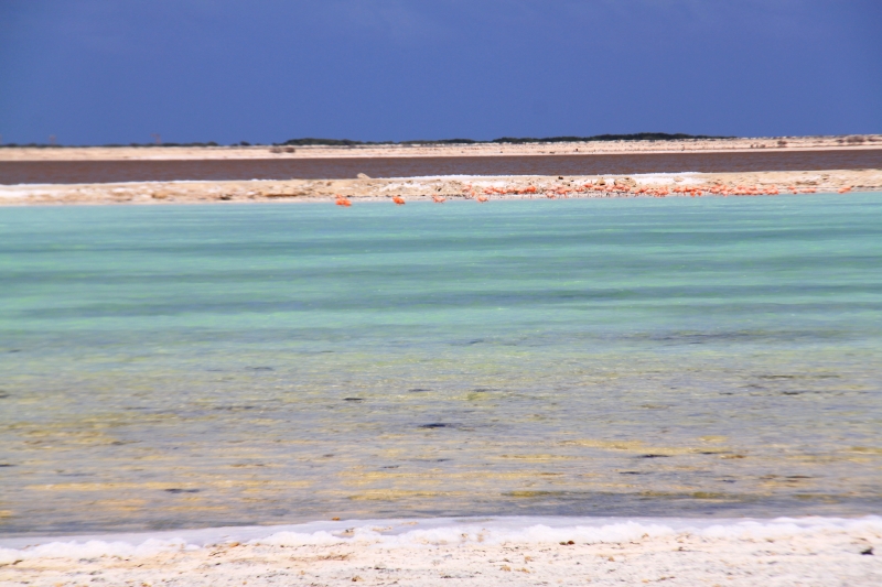 Bonaire (58)
