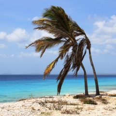 Bonaire (21)