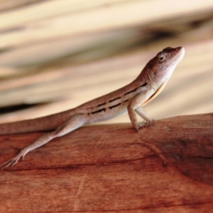 Bonaire (26)