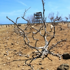 Bonaire (29)