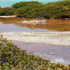 Bonaire (33)