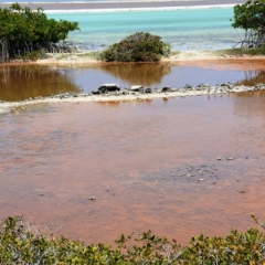 Bonaire (48)