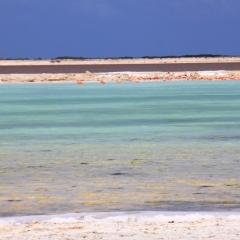 Bonaire (58)