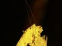 borneo